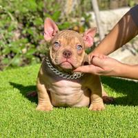 American bully maschio full tail