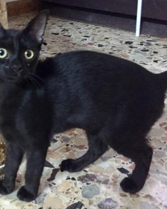 Gattine Sorelle Abbandonate