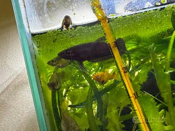 Betta imbellis