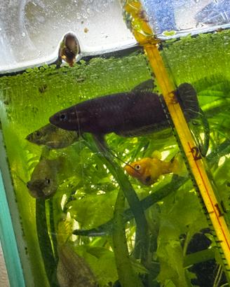 Betta imbellis