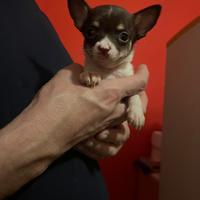 Cucciolo di chihuahua