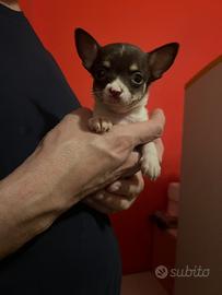 Cucciolo di chihuahua