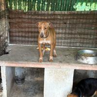 Cane da caccia