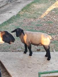 Agnello Suffolk da riproduzione