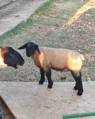 Agnello Suffolk da riproduzione