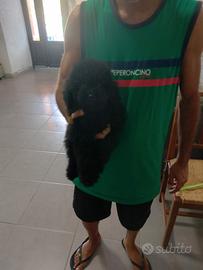 Cucciolo di barboncino Total blek