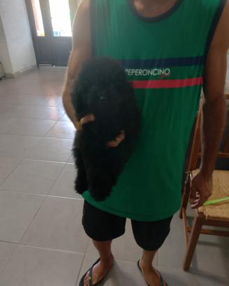 Cucciolo di barboncino Total blek