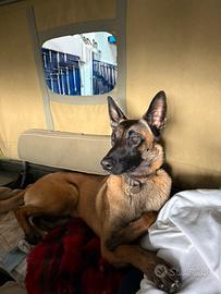 Cuccioli pastore belga Malinois