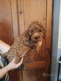 Cuccioli cavapoo 