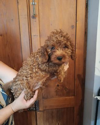 Cuccioli cavapoo 