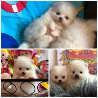 Cucciolata spitz pomerania maschi femmine