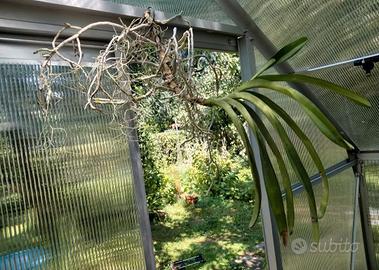 Orchidee