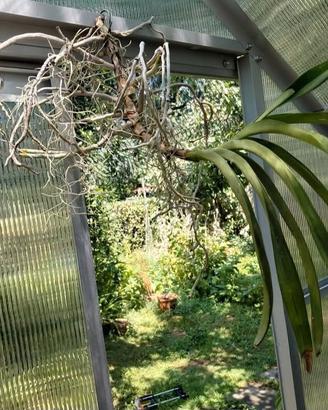 Orchidee