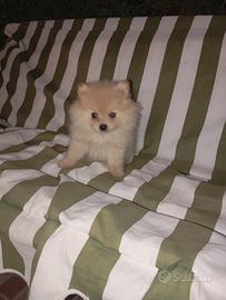Cuccioli di Spitz Pomerania