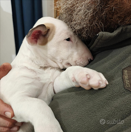 Cuccioli bull terrier