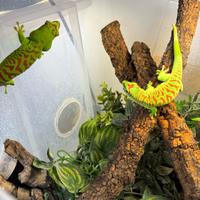 Geco Phelsuma grandis