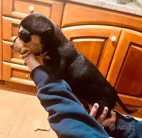 Vendesi cuccioli di Pinscher