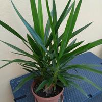 Pianta Yucca 