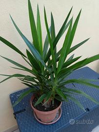 Pianta Yucca 