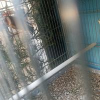 Cardellino maschio mayor ancestrale 2025