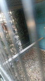 Cardellino maschio mayor ancestrale 2025