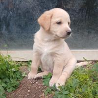 Cuccioli Labrador Retriever