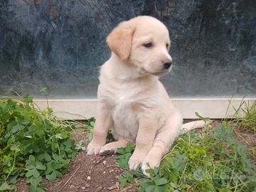 Cuccioli Labrador Retriever