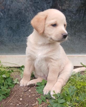 Cuccioli Labrador Retriever
