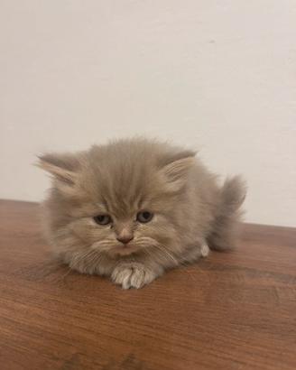 Gatti scottish