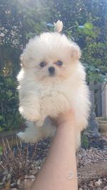 Maltipoo - pomapoo