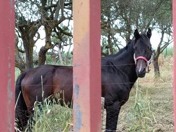 Cavallo