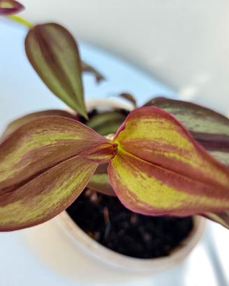 Tradescantia piante