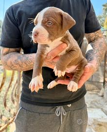 Cuccioli American Pitbull - pronti a 2,5 mesi