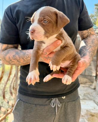 Cuccioli American Pitbull - pronti a 2,5 mesi