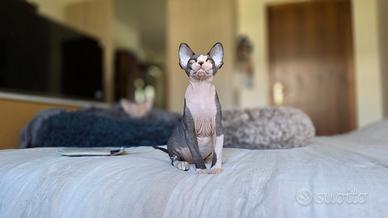 Maschietto Canadian Sphynx con pedigree