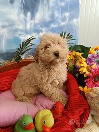 Femminuccia Barboncino AlbicoccaTaglia Piccola Toy