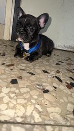 Cuccioli di bulldog francese