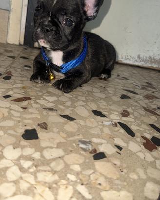 Cuccioli di bulldog francese