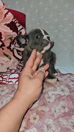 Bulldog Francese blu e bianco maschio taglia mini