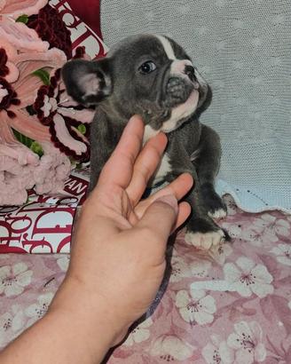 Bulldog Francese blu e bianco maschio taglia mini