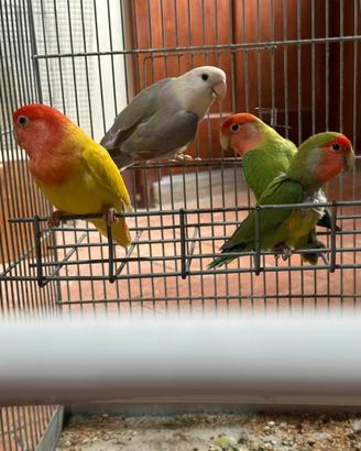Coppie inseparabili