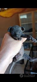 Gattini sphynx