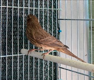 Ciuffolotto messicano