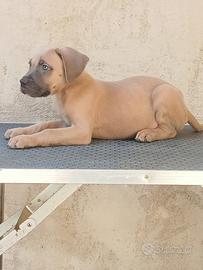 Cucciolo cane corso