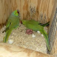 Parrocchetto dal collare