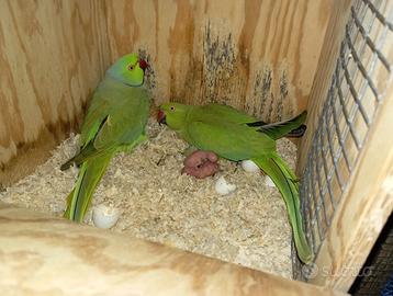 Parrocchetto dal collare