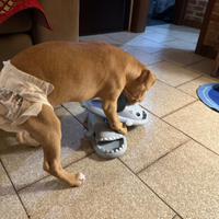 Pit bull femmina 2 mesi