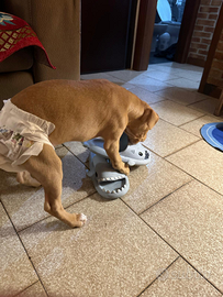 Pit bull femmina 2 mesi