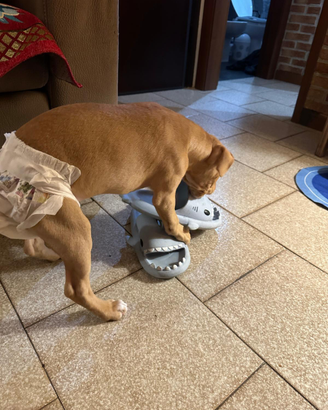 Pit bull femmina 2 mesi
