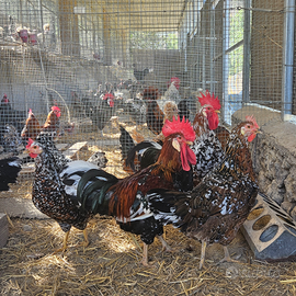 Millefiori di lonigo